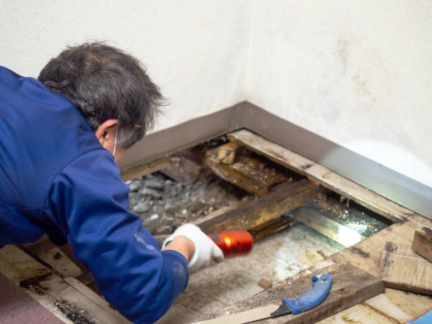 Best Black Mold Remediation in West Whittier Los Nietos, CA
