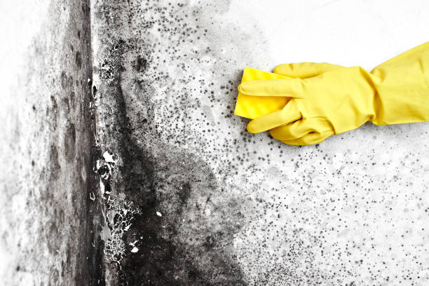 Best Preventive Mold Services in West Whittier Los Nietos, CA