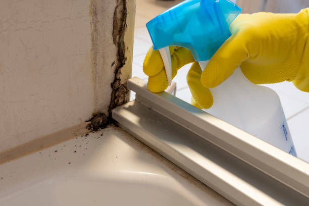 Best Mold Testing and Inspection Services in West Whittier Los Nietos, CA
