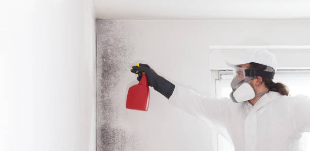 Reliable West Whittier Los Nietos, CA Mold Remediation Solutions